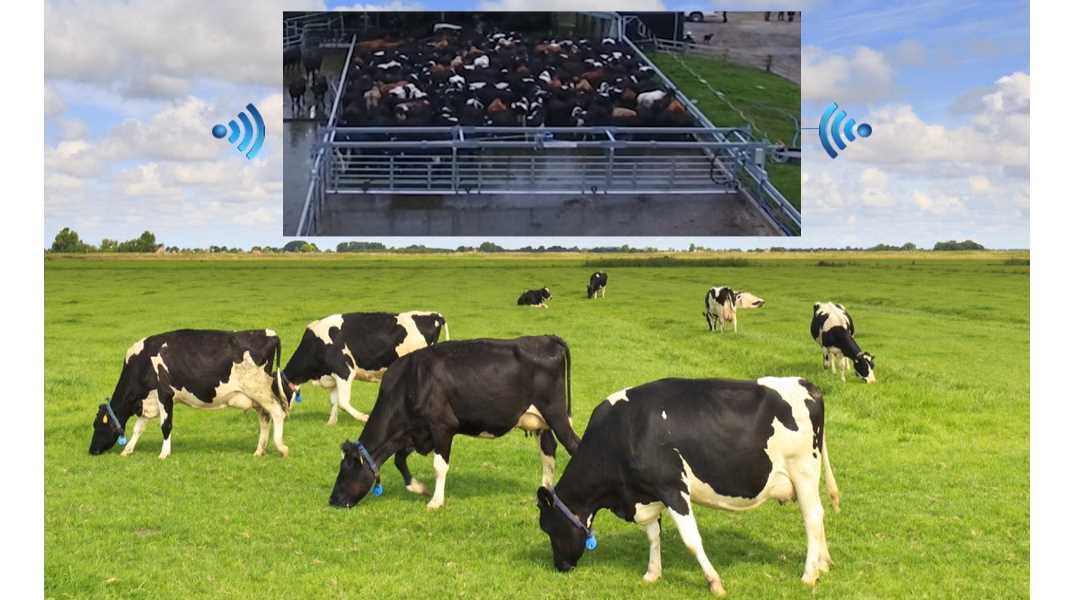 SMS Lite Harbour Buoy Control