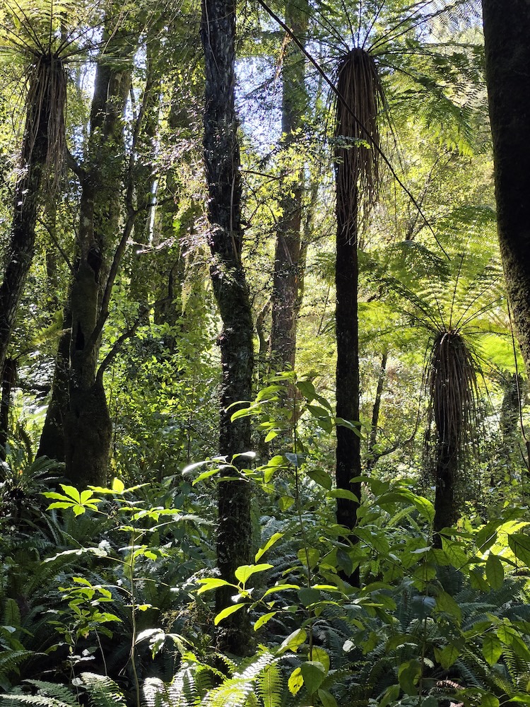 Entry by Cherry Laurenson